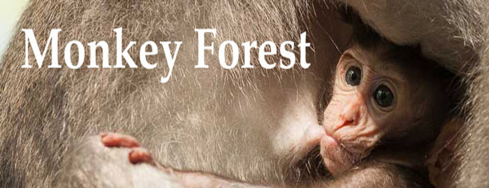 Bali - Monkey Forest